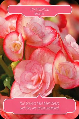Geduld - Begonia