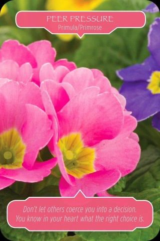 Groepsdruk - Sleutelbloem