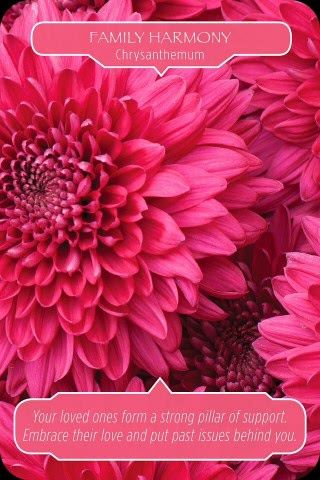 Harmonie in het gezin - Chrysant