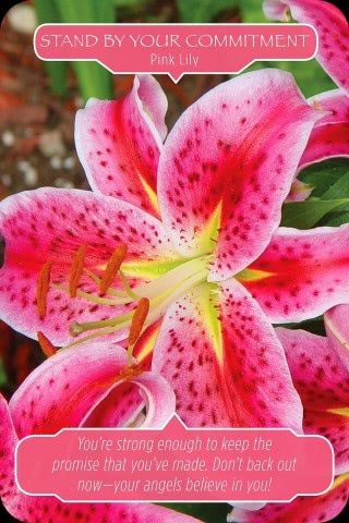 Houd voet bij stuk - Roze lelie