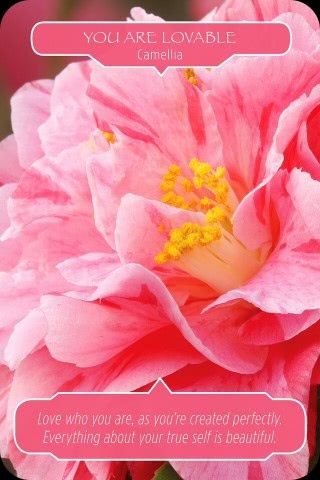 Je bent geliefd - Camellia