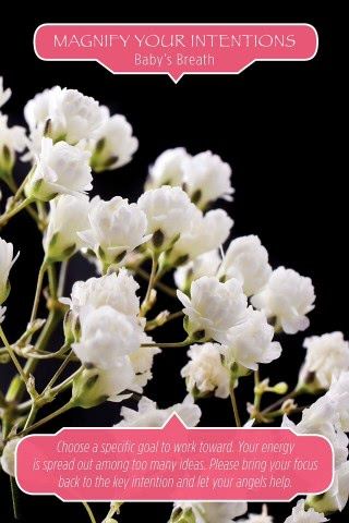 Krijg je intenties helder - Gipskruid