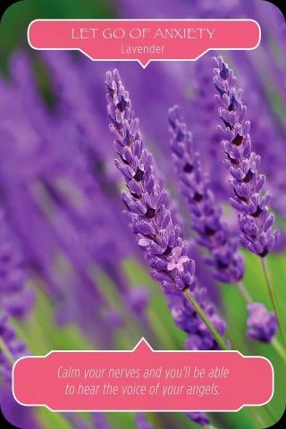 Laat angst los - Lavendel