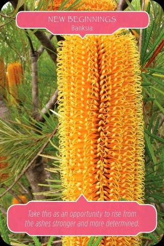 Nieuw begin - Banksia