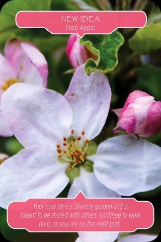 Nieuw idee - Appelboom Bloesem