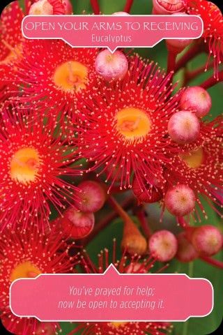 Open je armen om te ontvangen - Eucalyptus
