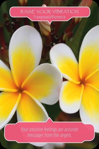 Verhoog je trillingen - Plumeria