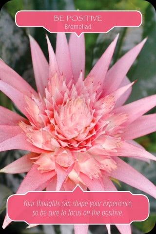 Wees positief - Bromelia