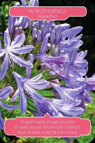 Wereldenergie - Agapanthusbloem