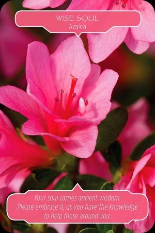 Wijze ziel - Azalea