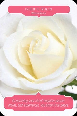 Zuivering - Witte Roos