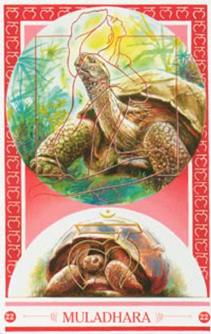 De Schildpad van Muladhara