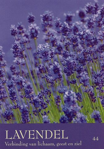 Lavendel
