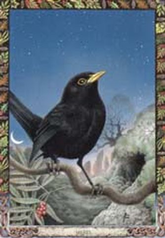 De Merel (Druid Dhubh)