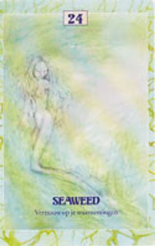 Seaweed