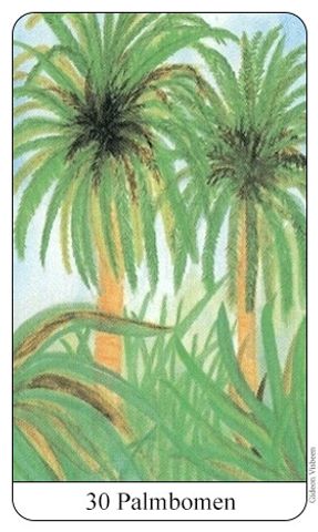 Palmbomen