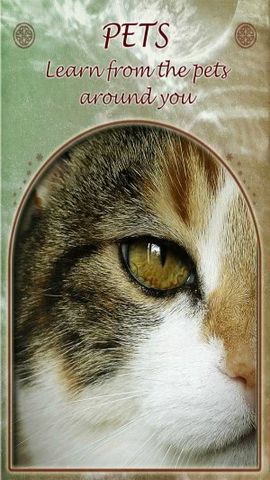 Huisdieren