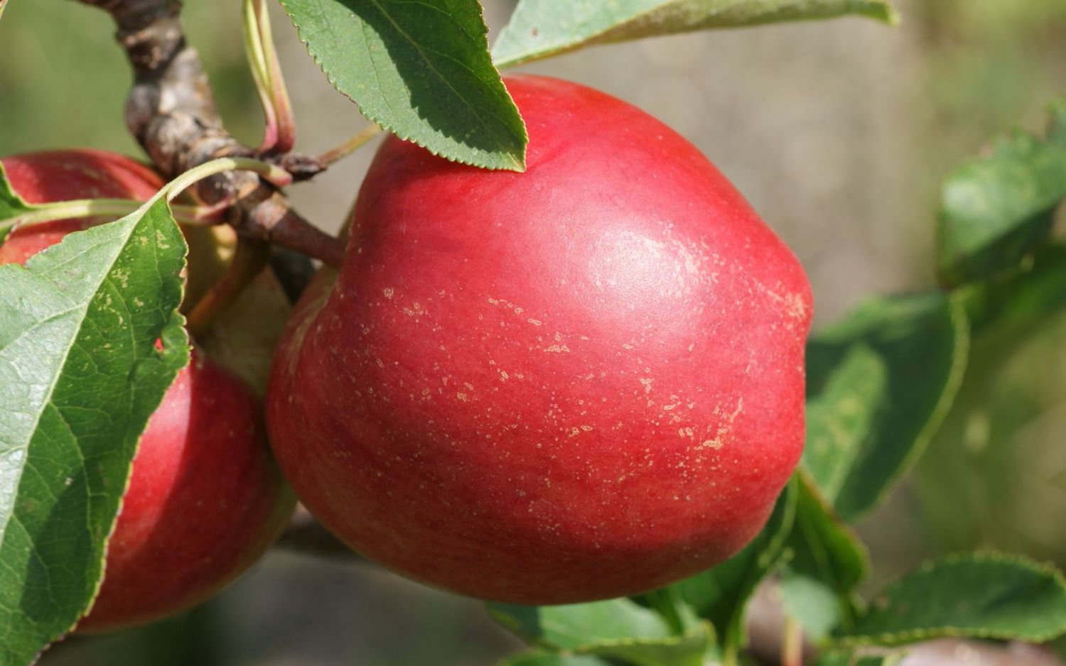 Rajka apple tree for sale