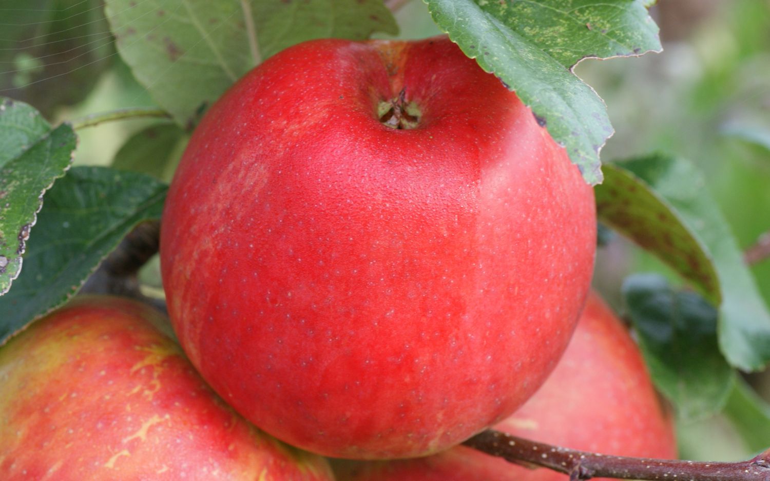 Honeycrisp apples