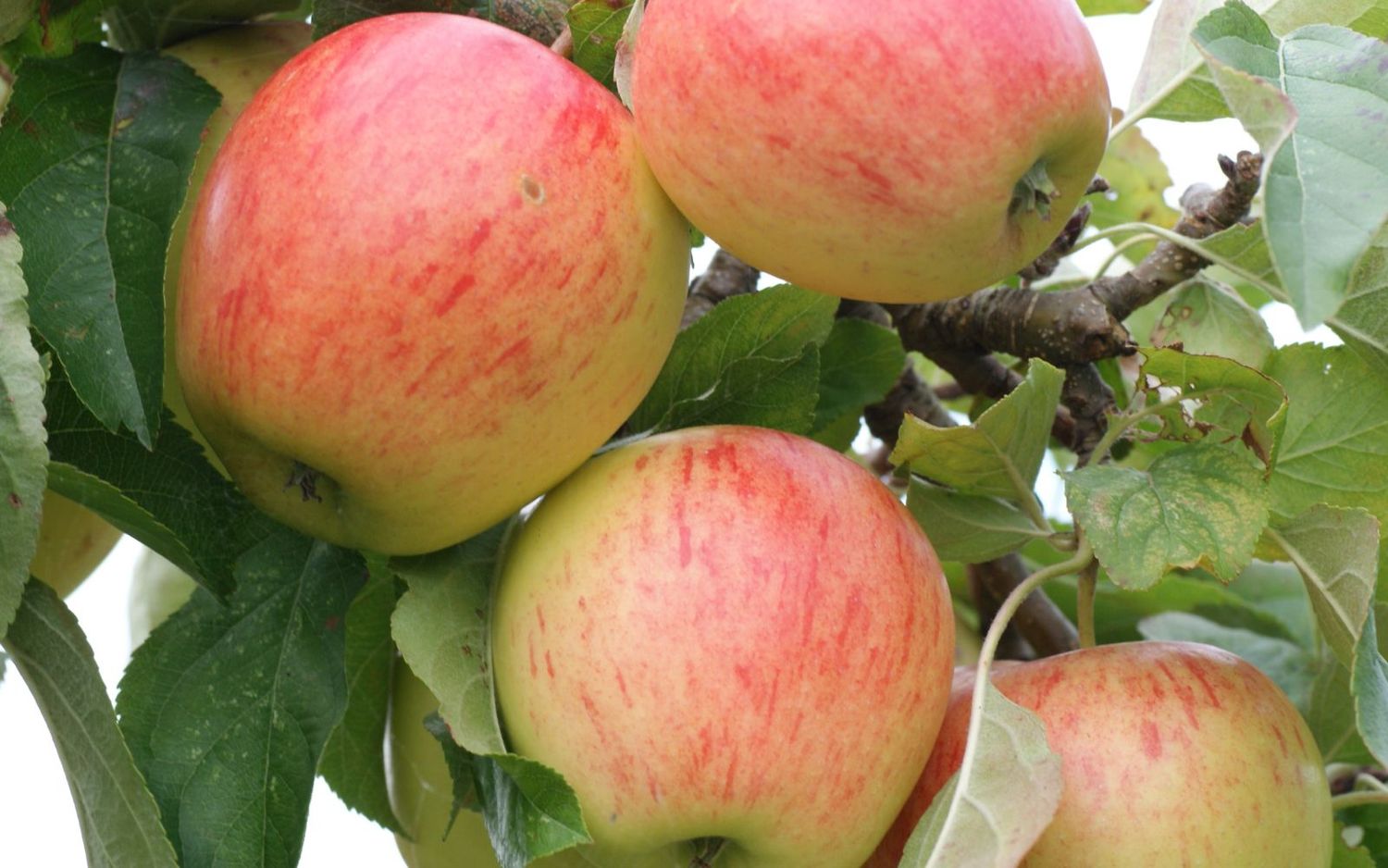 Piniva Pinova apple tree for sale