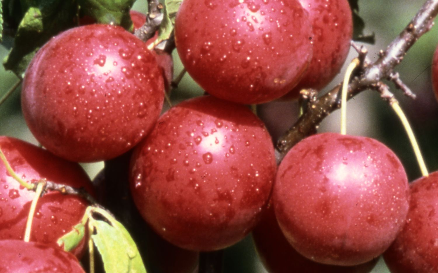 Gypsy cherry plums