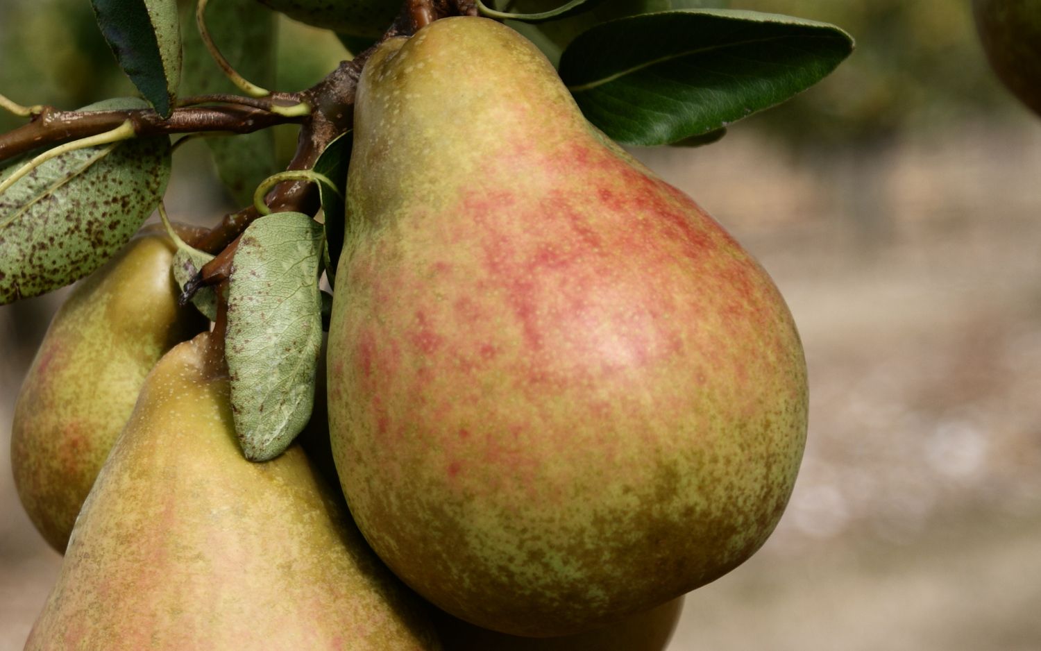 Onward pears