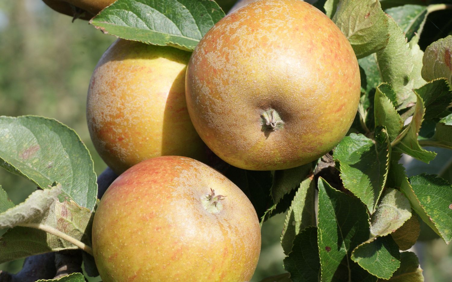 See also Ashmead's Kernel