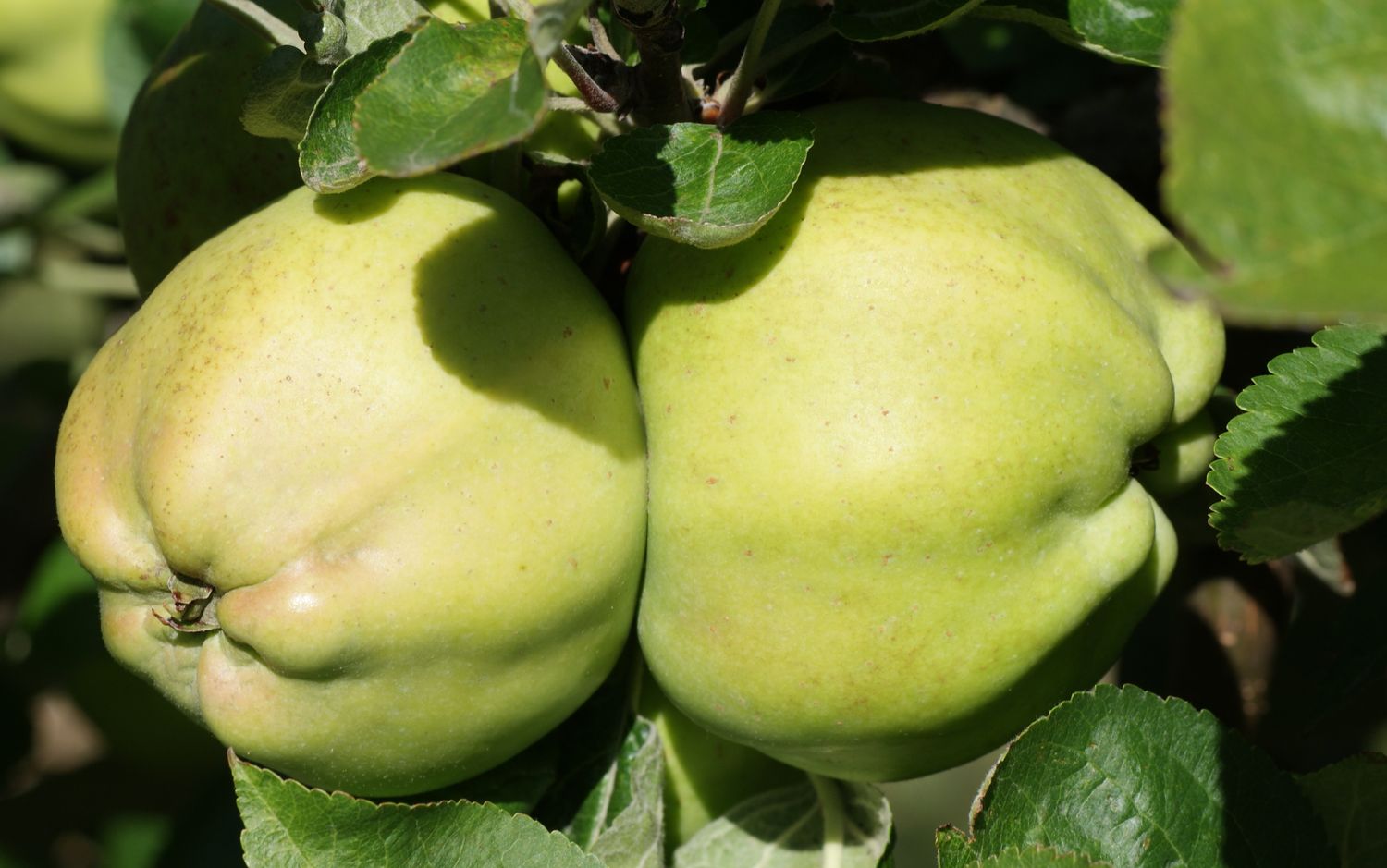 Calville Blanc apples
