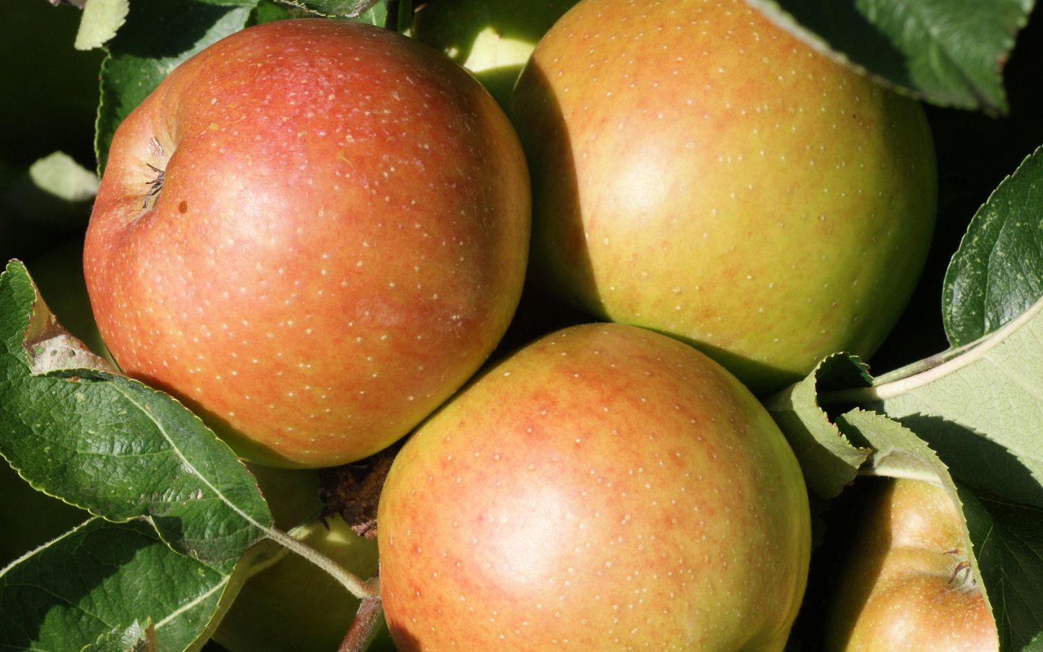 Baldwin apples