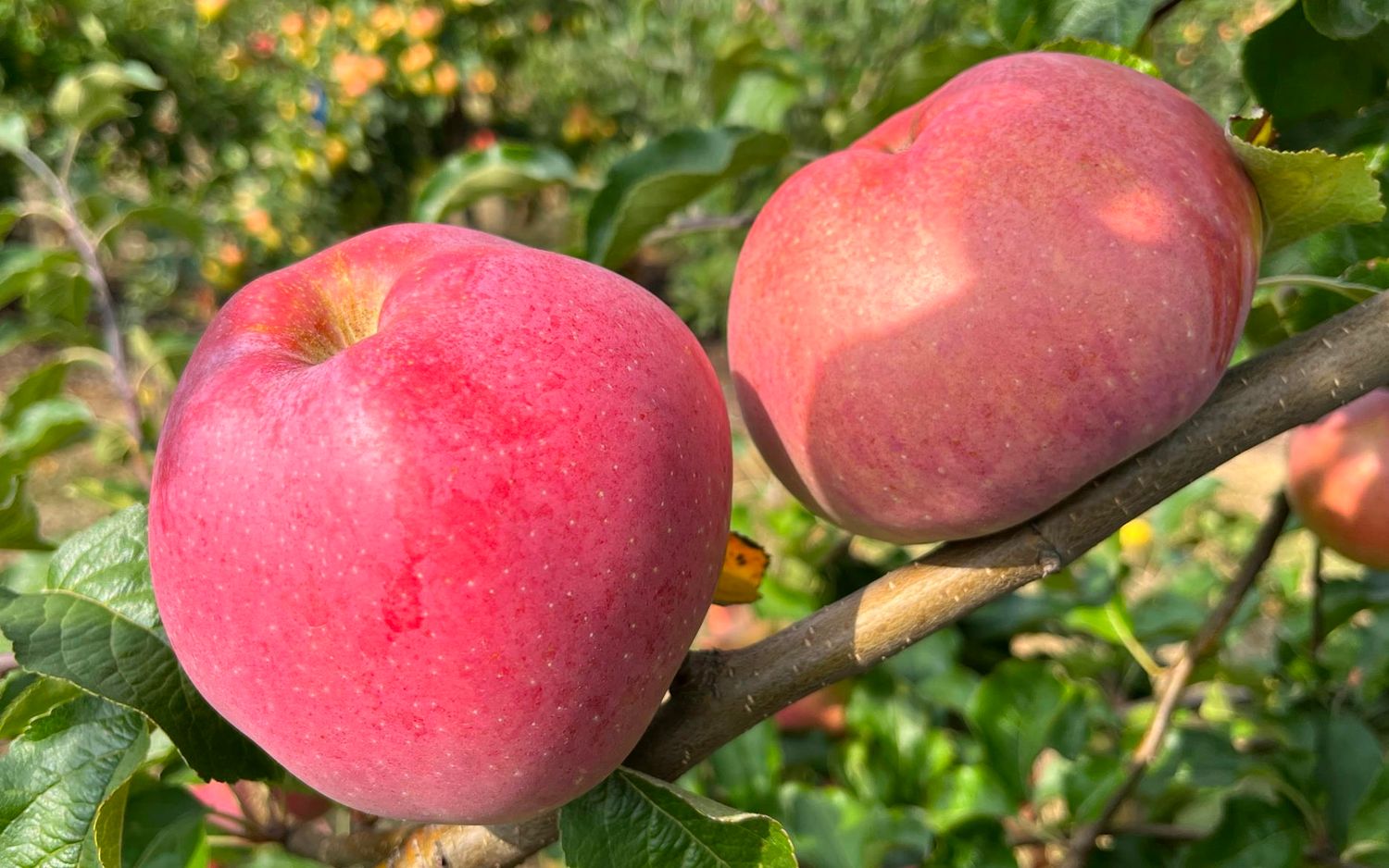 Wolf River apples