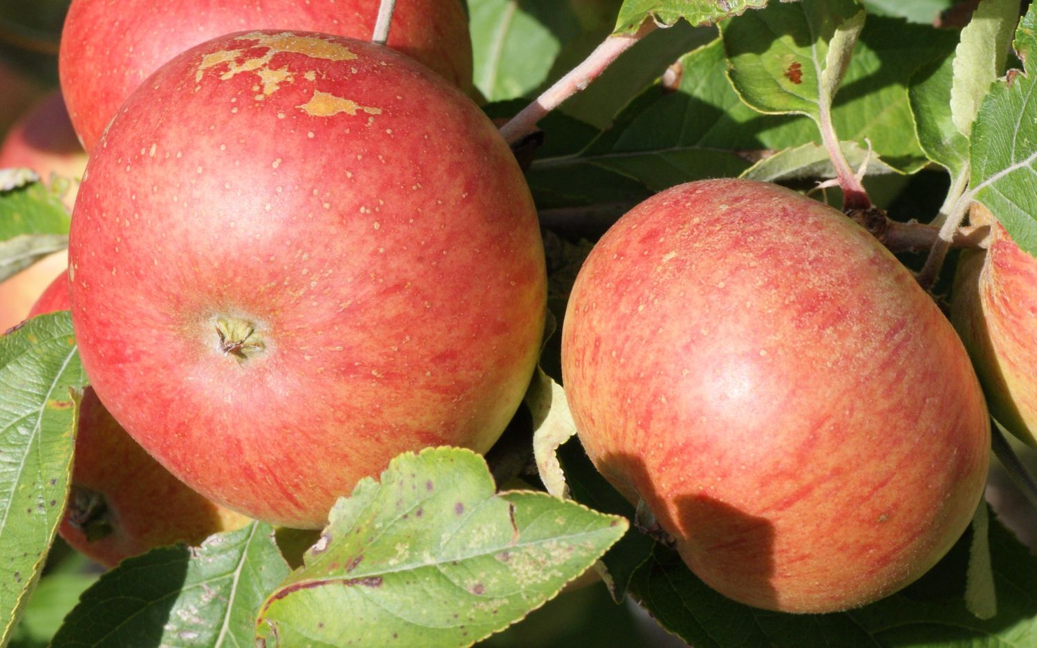 Chisel Jersey apples