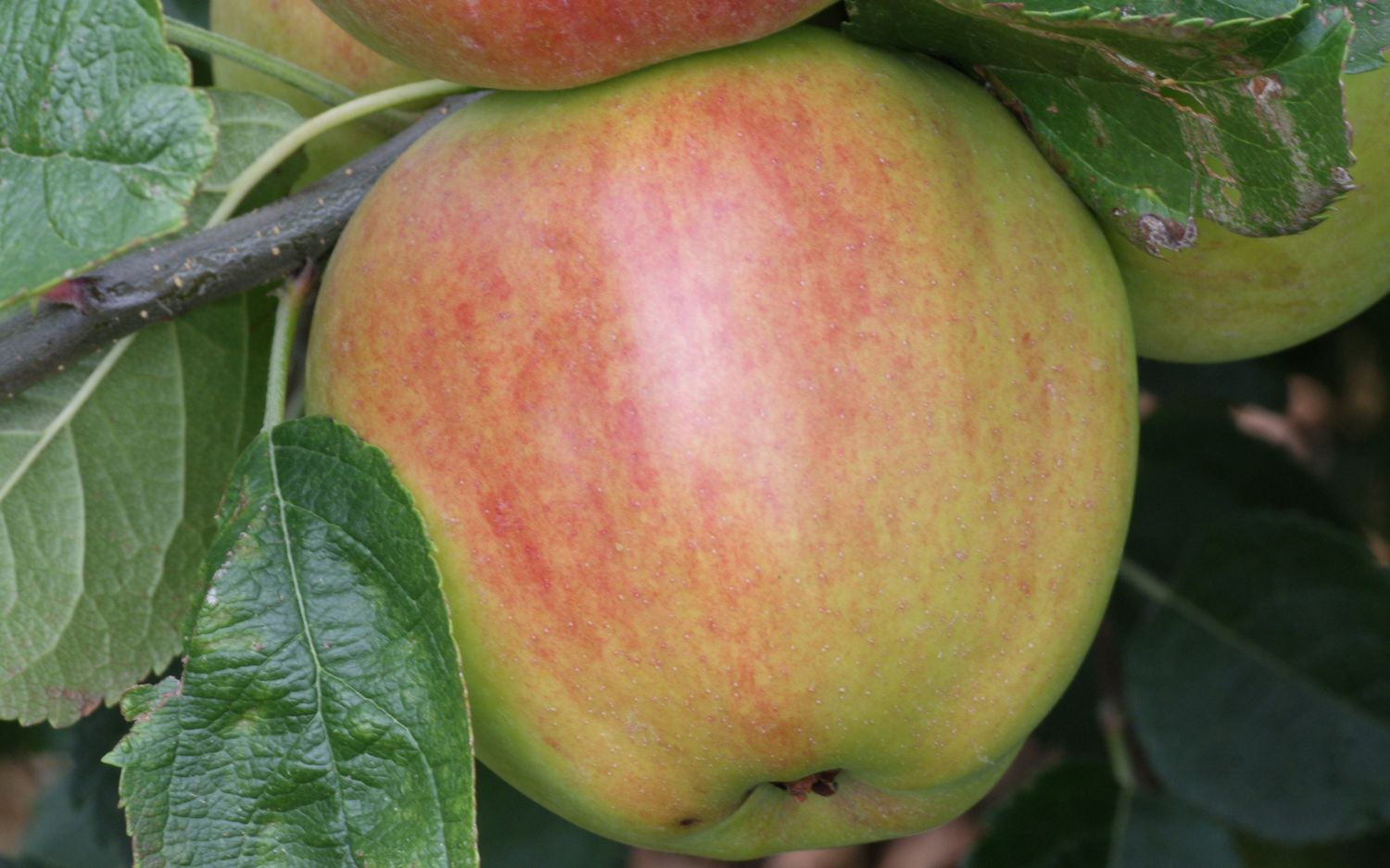 King David apples