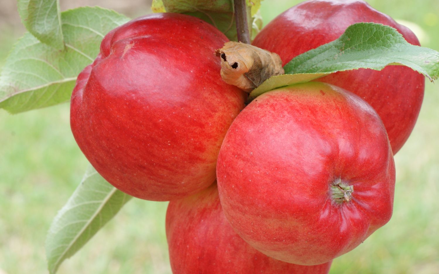 Redfree apples