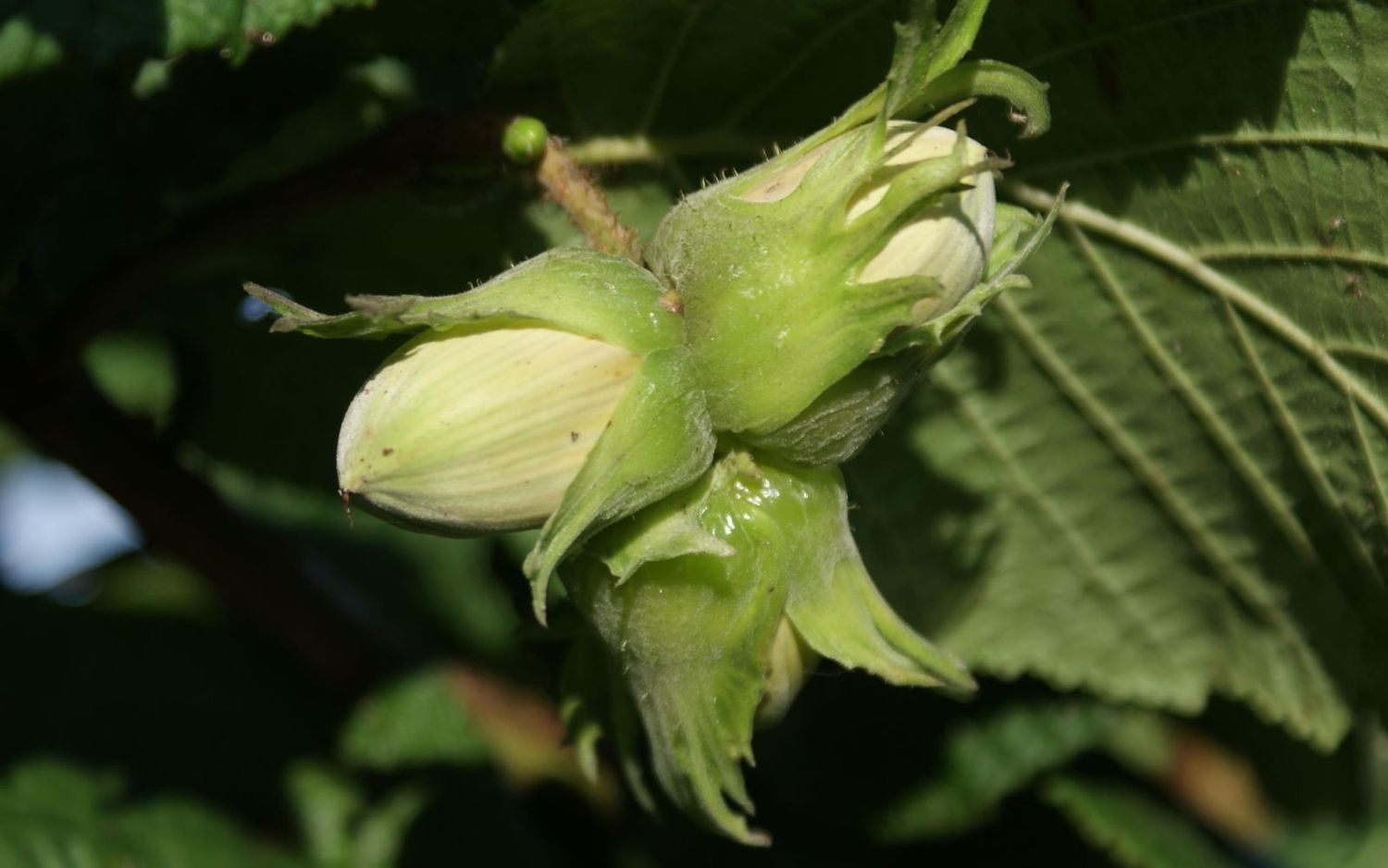 Haslitt Tree Gunslebert hazel tree for sale