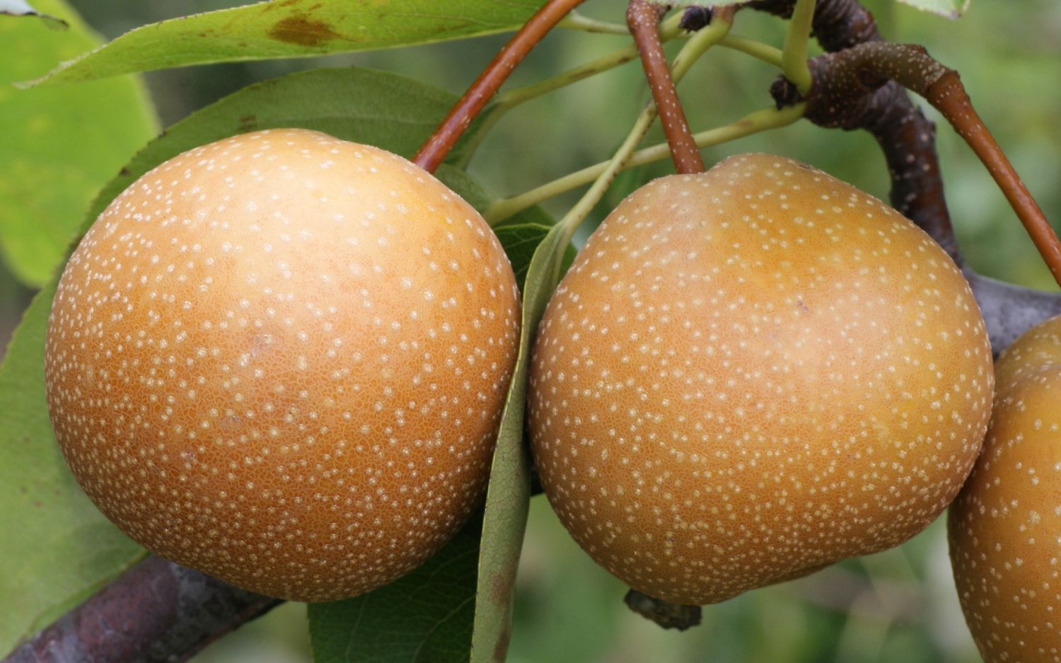 Niikata pears