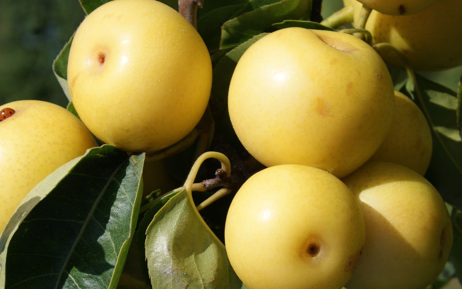 Shinseiki pears