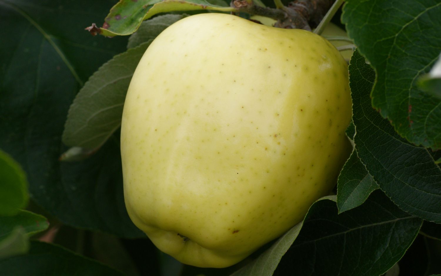 White Transparent apples