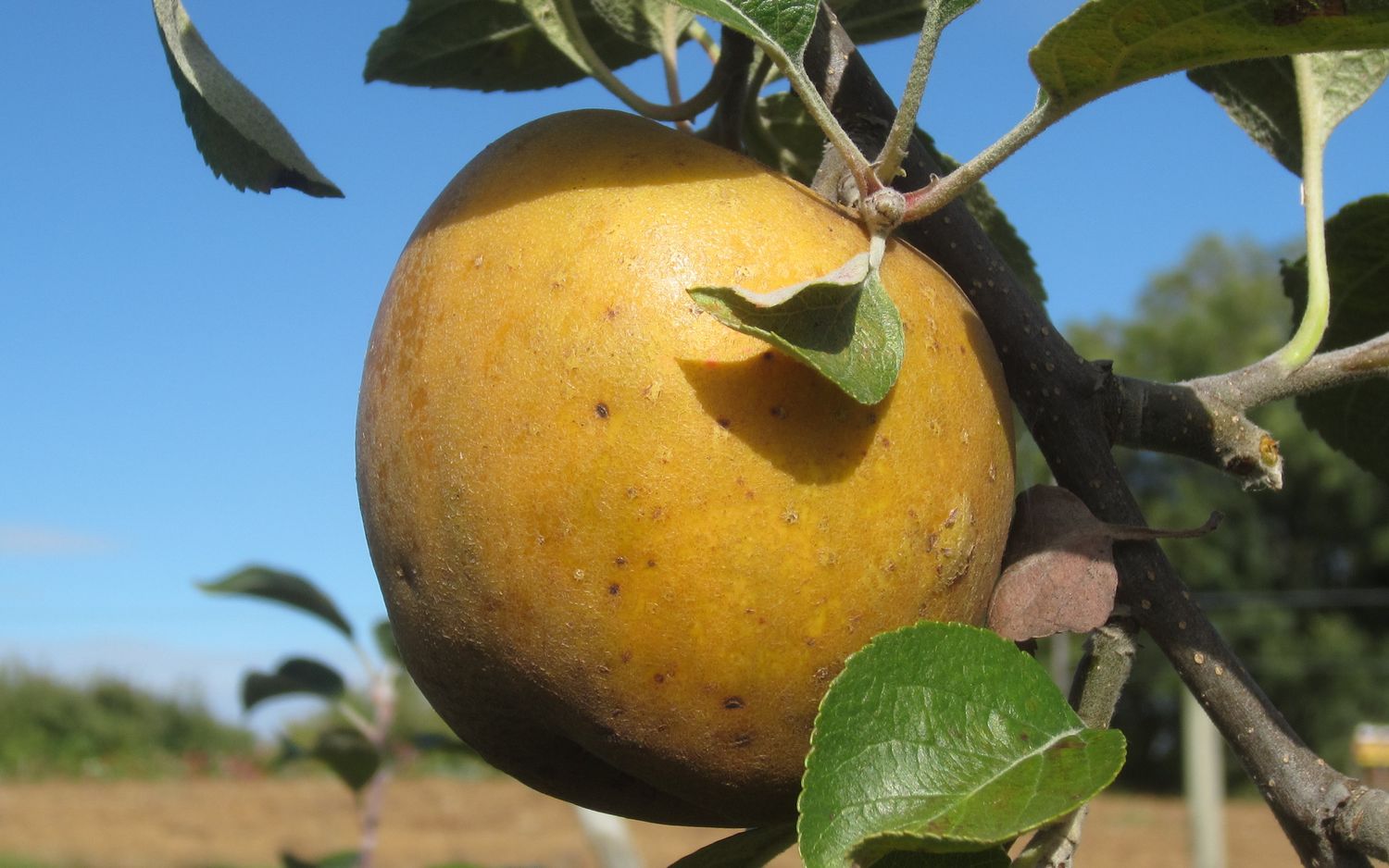 See also Golden Russet