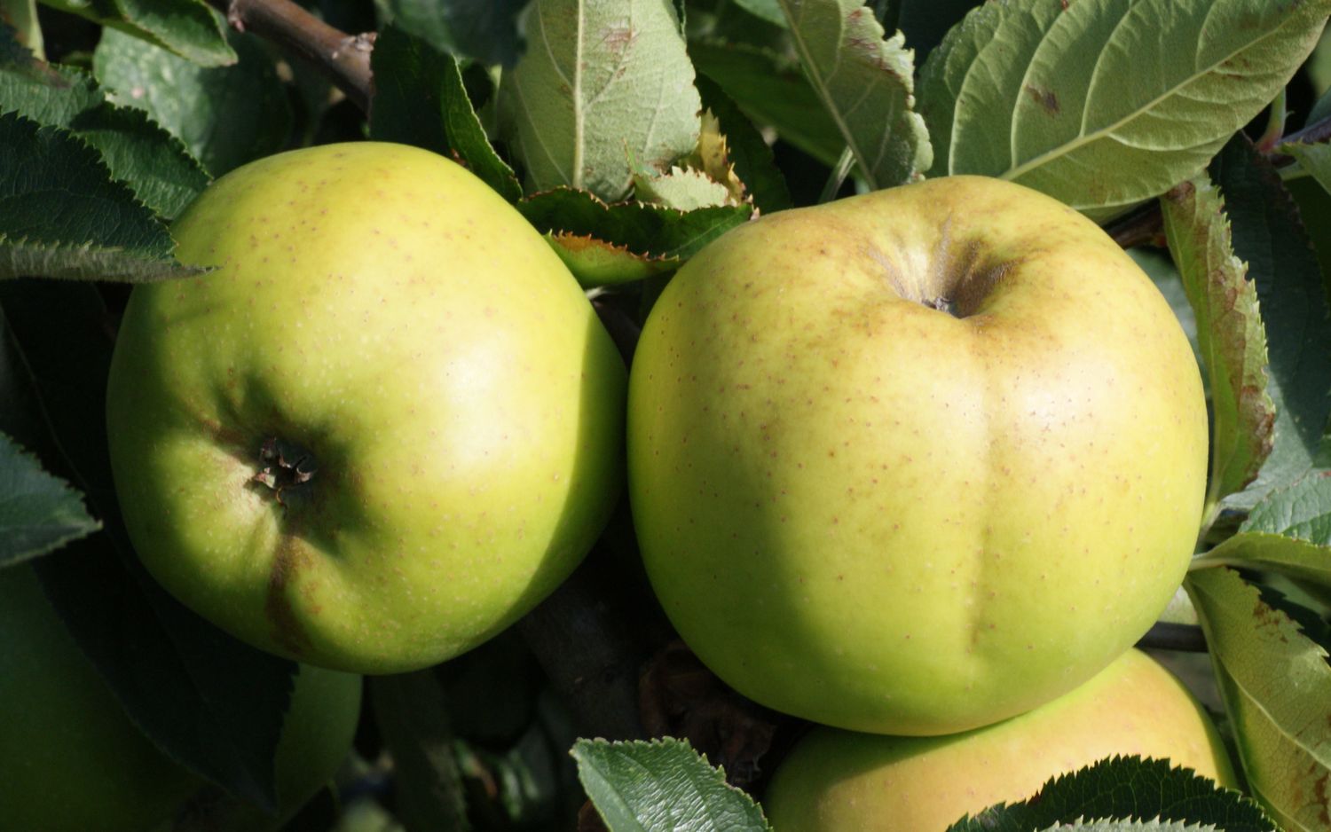 Rhode Island Greening apples