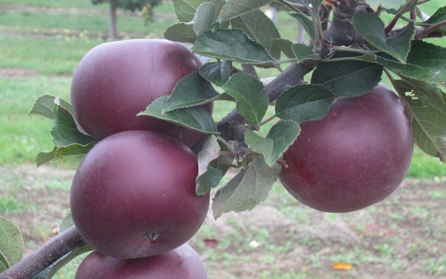 Arkansas Black apples