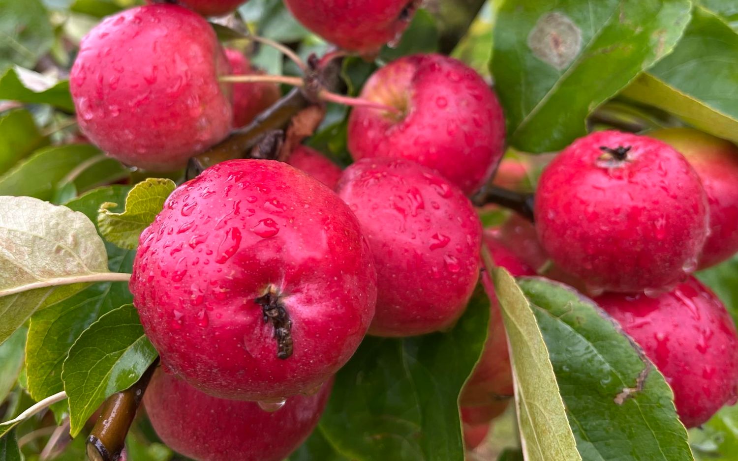Wickson Crab apples
