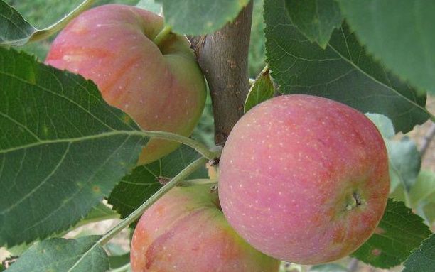Hewe's Crab apples