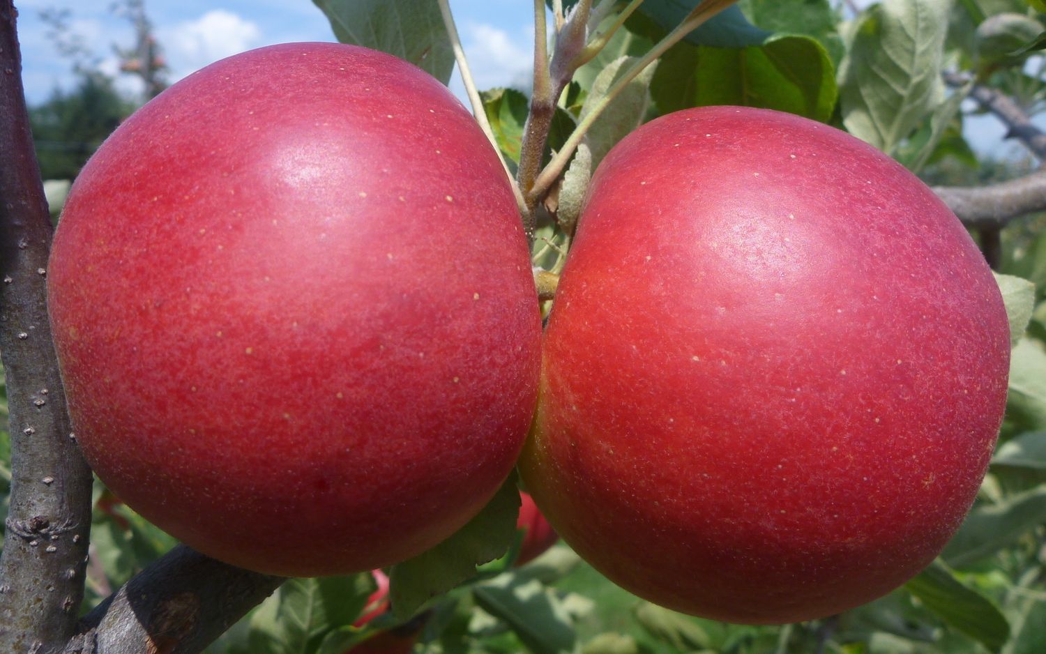 Sansa apples