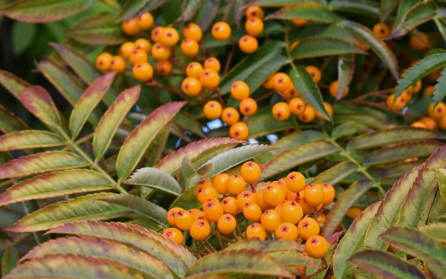 Sorbus aucuparia Autumn Spire rowan trees for sale