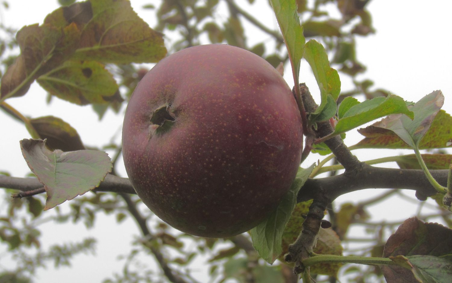 Black Oxford apples