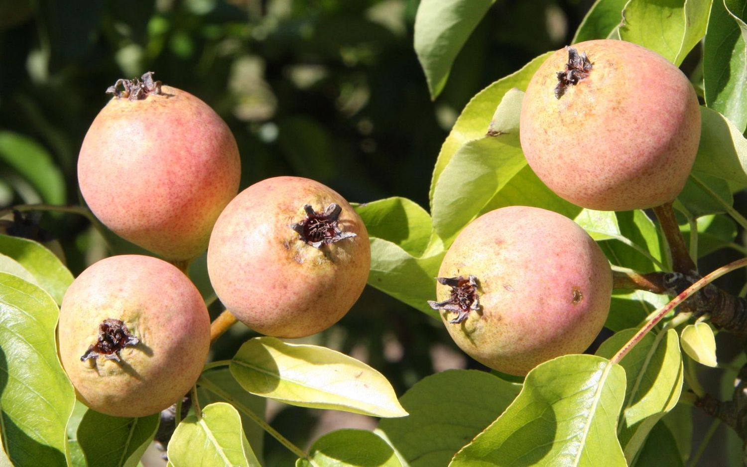 Brandy perry pear tree for sale