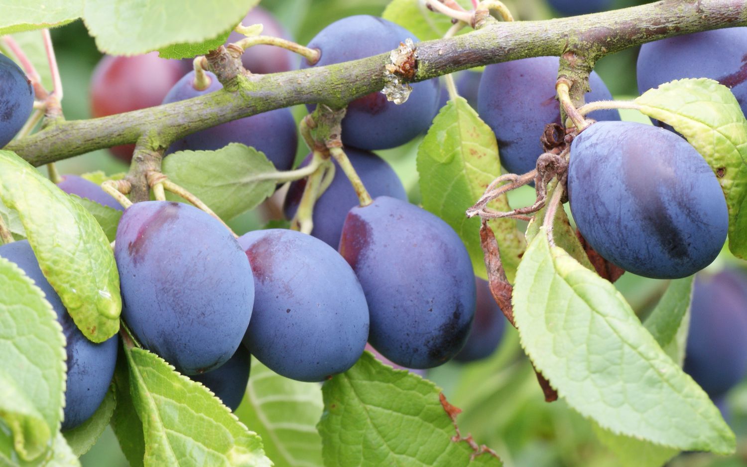 European Damson plums