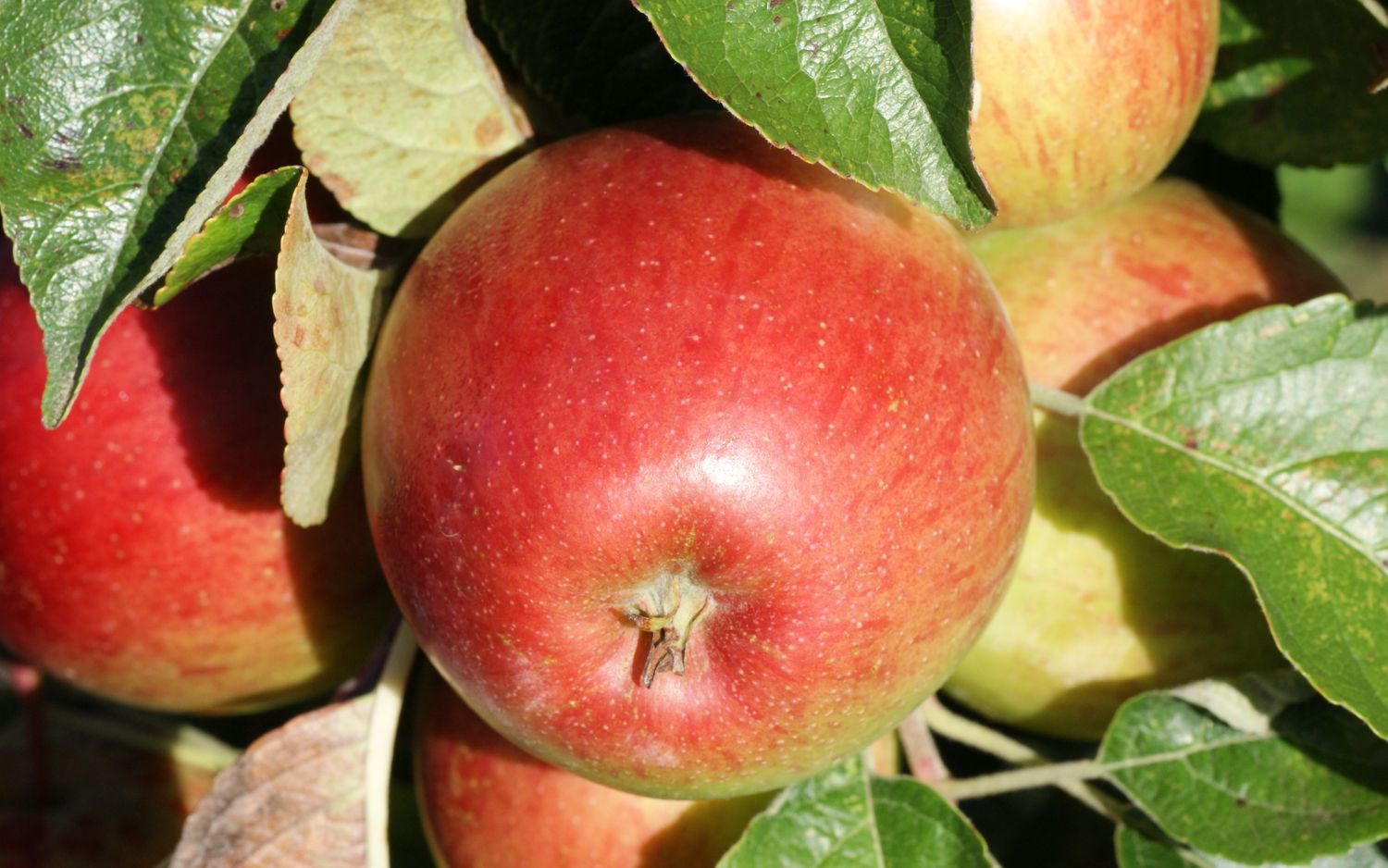 Haralson apples