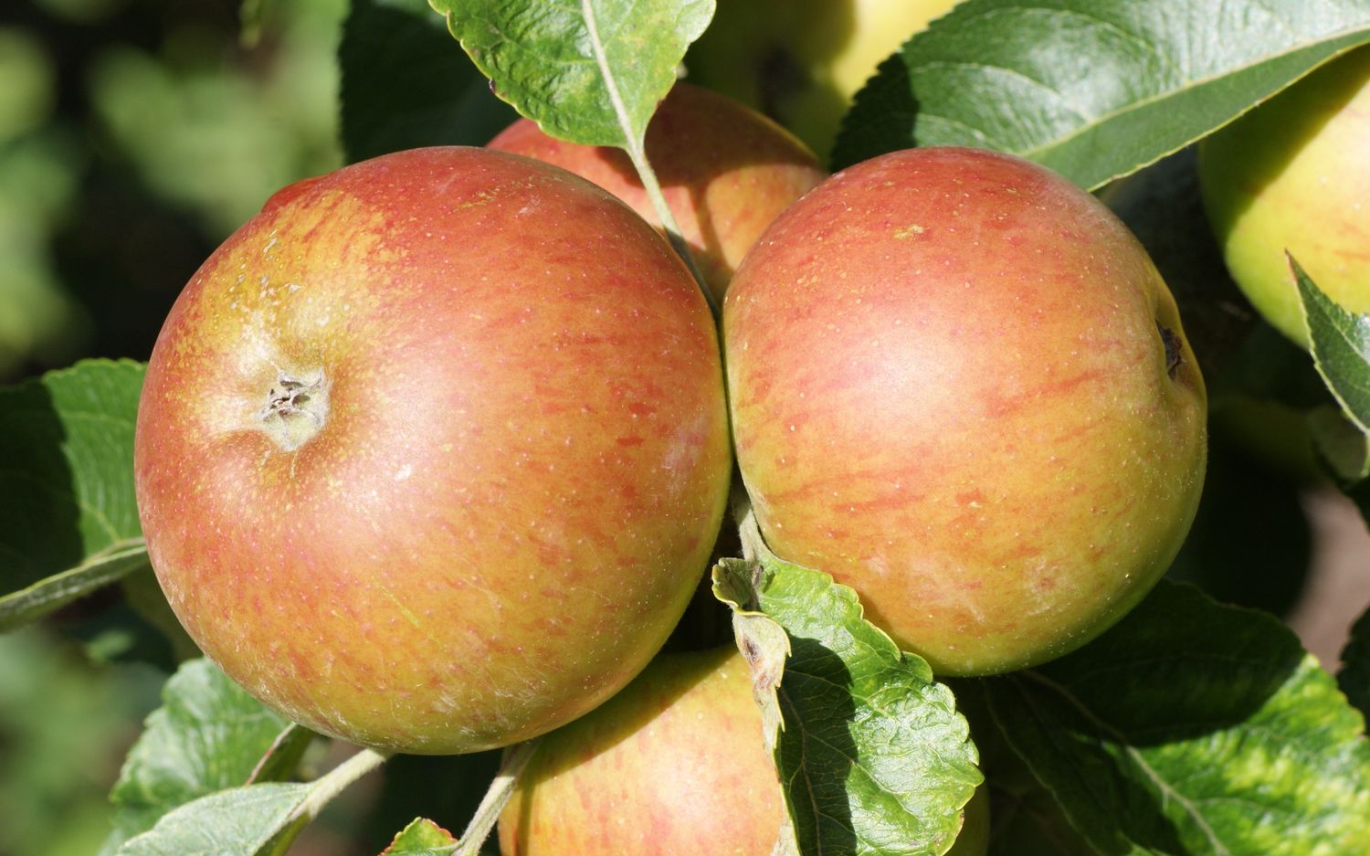 Hubbardston Nonsuch apples