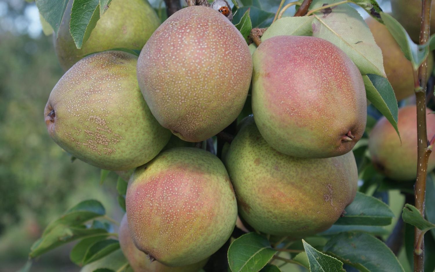 Kieffer pear tree for sale
